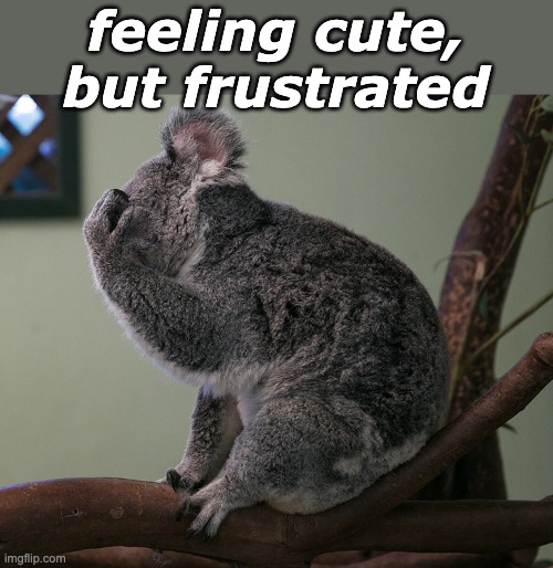 For those times when | feeling cute,
but frustrated | image tagged in koala facepalm,reaction,feelings | made w/ Imgflip meme maker