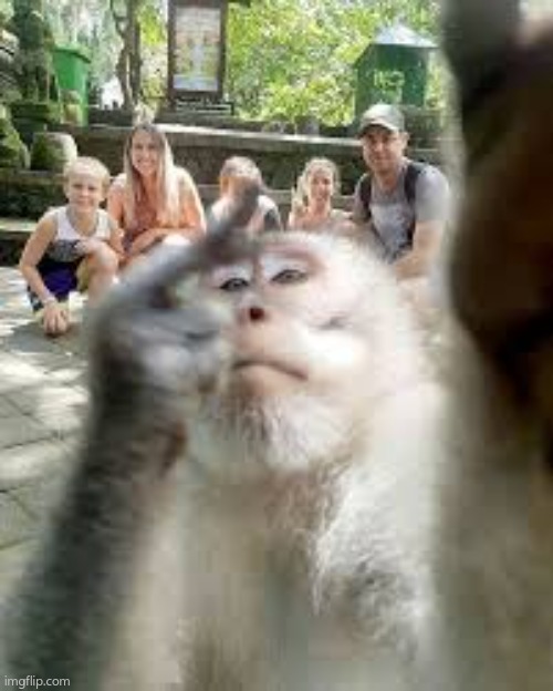Meme | image tagged in monkey | made w/ Imgflip meme maker