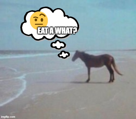 so hungry i could eat a | EAT A WHAT? | image tagged in horse on beach man | made w/ Imgflip meme maker