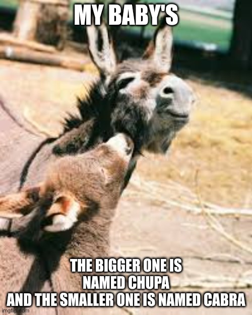 we dont judge the names..my mexican friend named them (not tryna be racist) | MY BABY'S; THE BIGGER ONE IS NAMED CHUPA
AND THE SMALLER ONE IS NAMED CABRA | image tagged in donkey | made w/ Imgflip meme maker