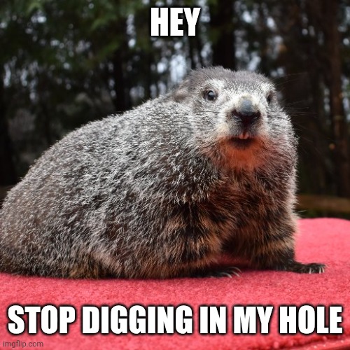 Punxsutawney Phil | HEY STOP DIGGING IN MY HOLE | image tagged in punxsutawney phil | made w/ Imgflip meme maker