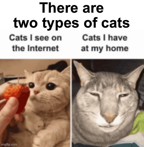 Two types of cats | There are two types of cats | image tagged in memes,funny,cats,two types | made w/ Imgflip meme maker