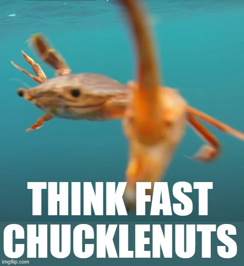 crab | THINK FAST CHUCKLENUTS | image tagged in rmk | made w/ Imgflip meme maker