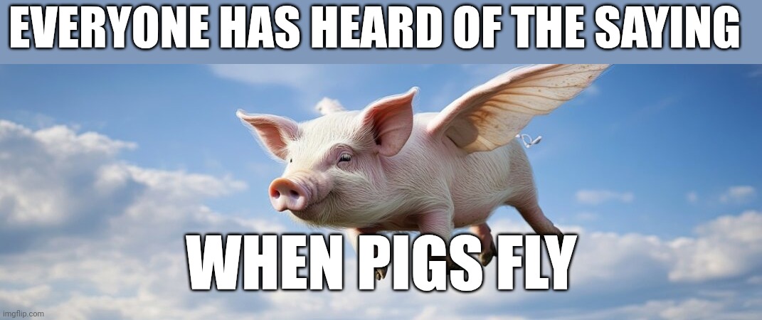 Pigs Fly | EVERYONE HAS HEARD OF THE SAYING; WHEN PIGS FLY | image tagged in funny memes | made w/ Imgflip meme maker