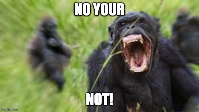 angry monke | NO YOUR NOT! | image tagged in angry monke | made w/ Imgflip meme maker