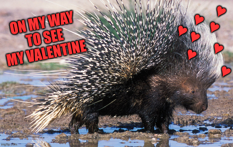 Porcupine | ON MY WAY
TO SEE MY VALENTINE ♥    
 ♥  ♥       
♥ ♥     ♥     
       ♥         ♥ DJ Anomalous | image tagged in porcupine | made w/ Imgflip meme maker