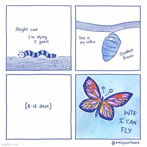 Butterfly | image tagged in butterflies,butterfly,caterpillar,coffin,comics,comics/cartoons | made w/ Imgflip meme maker