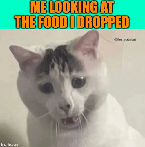 OH ŇO, MAH FOOOOOD!!! | ME LOOKING AT THE FOOD I DROPPED | image tagged in disgusted cat,food | made w/ Imgflip meme maker