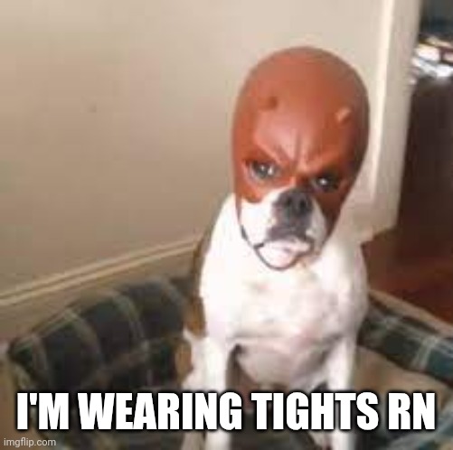 Daredevil dog | I'M WEARING TIGHTS RN | image tagged in daredevil dog | made w/ Imgflip meme maker