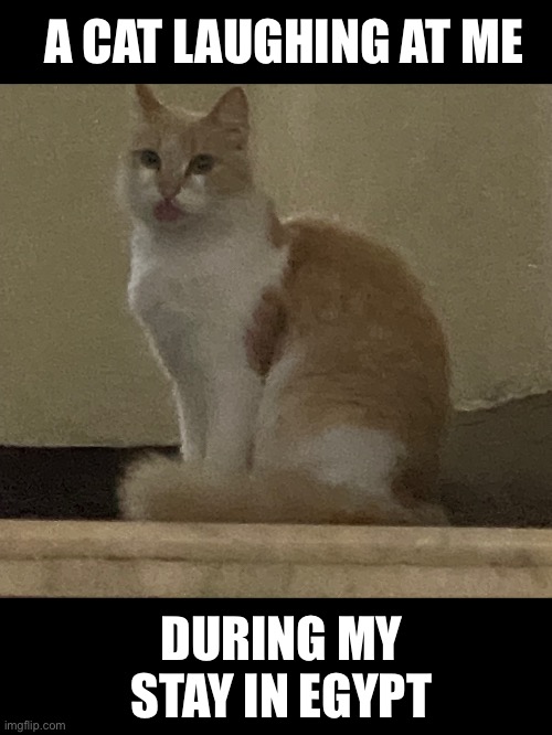 He sticks out his tongue at me! | A CAT LAUGHING AT ME; DURING MY STAY IN EGYPT | image tagged in memes,cats,cat,egypt,funny cats | made w/ Imgflip meme maker