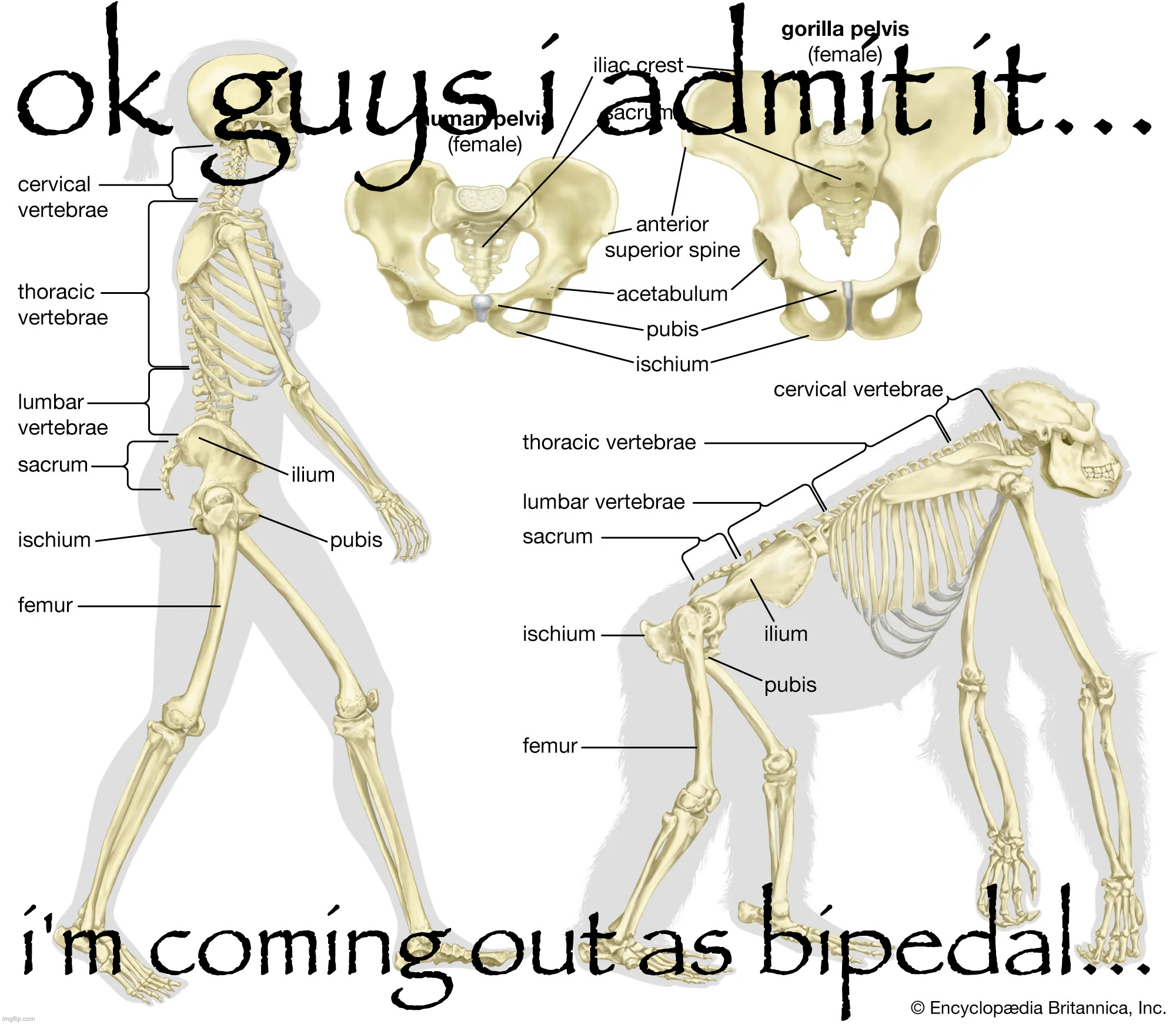 ok guys i admit it... i'm coming out as bipedal... | made w/ Imgflip meme maker