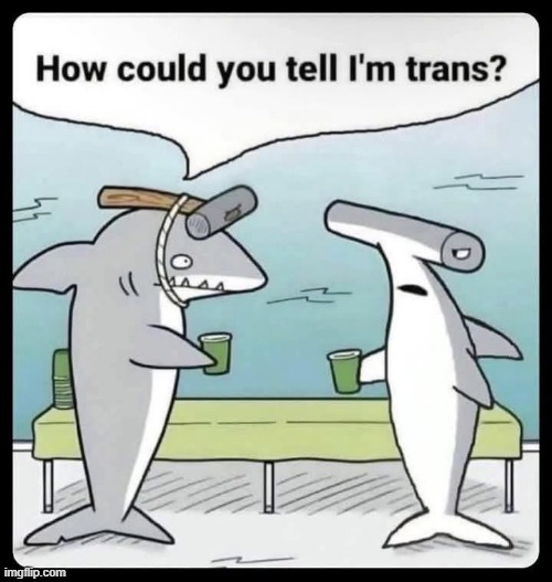 Trans Shark | image tagged in comics | made w/ Imgflip meme maker