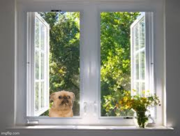 Dog do stalk | image tagged in dog do stalk | made w/ Imgflip meme maker