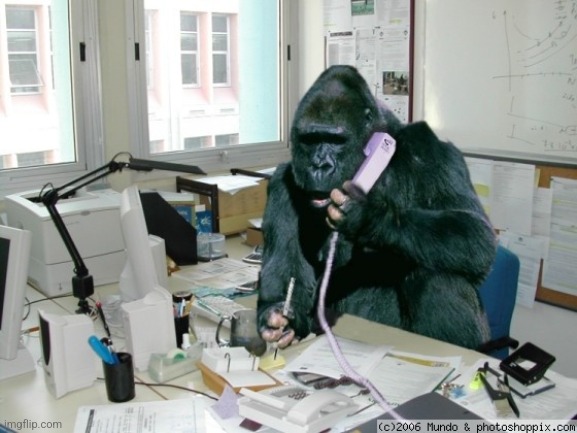 gorilla on phone | image tagged in gorilla on phone | made w/ Imgflip meme maker