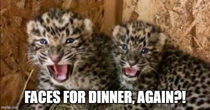 Faces for Dinner, Again!? | FACES FOR DINNER, AGAIN?! | image tagged in leopard,faces | made w/ Imgflip meme maker