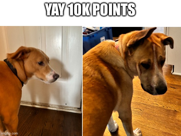 Dog reveal | YAY 10K POINTS | image tagged in oh wow are you actually reading these tags | made w/ Imgflip meme maker