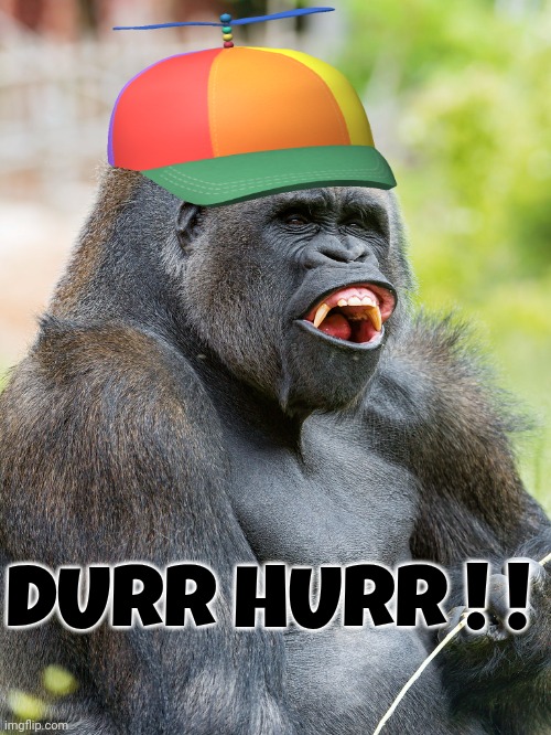 Gorilla memes | DURR HURR ! ! | image tagged in gorilla | made w/ Imgflip meme maker