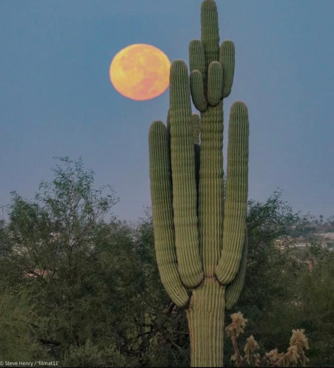 Cactus. Photo by Steve Henry. Blank Meme Template