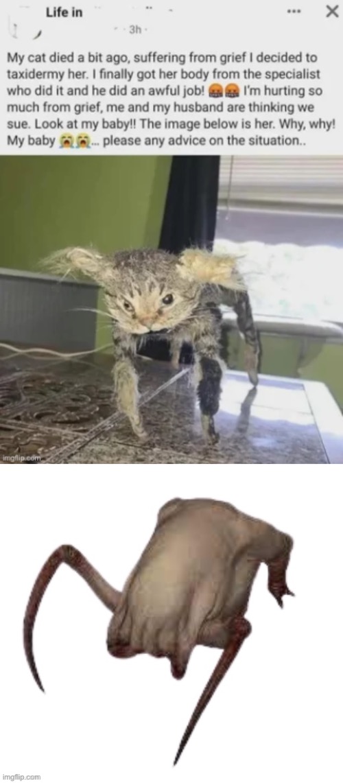 Taxidermied headcrab | image tagged in gifs,memes,funny,shitpost,half life,msmg | made w/ Imgflip meme maker