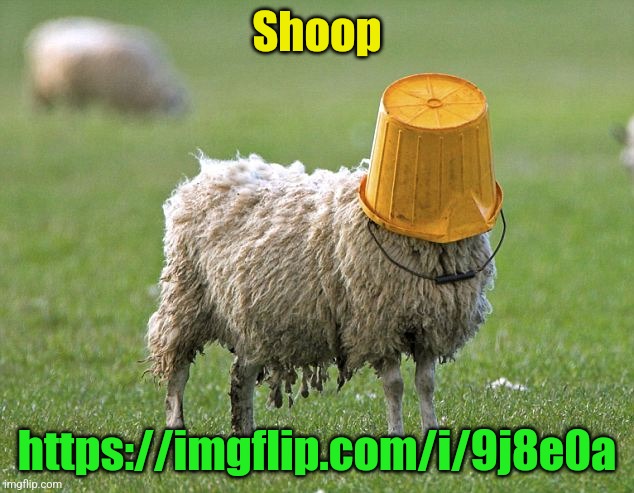 Shoop go baaaaaa | Shoop; https://imgflip.com/i/9j8e0a | image tagged in stupid sheep | made w/ Imgflip meme maker