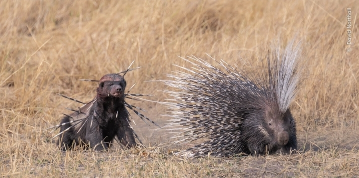 Honey Badger Blank Meme Template