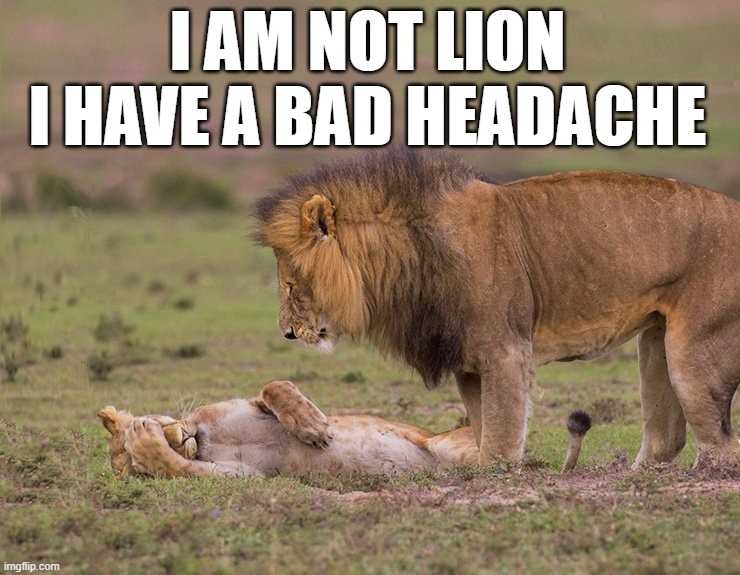 I AM NOT LION I HAVE A BAD HEADACHE | image tagged in lion | made w/ Imgflip meme maker