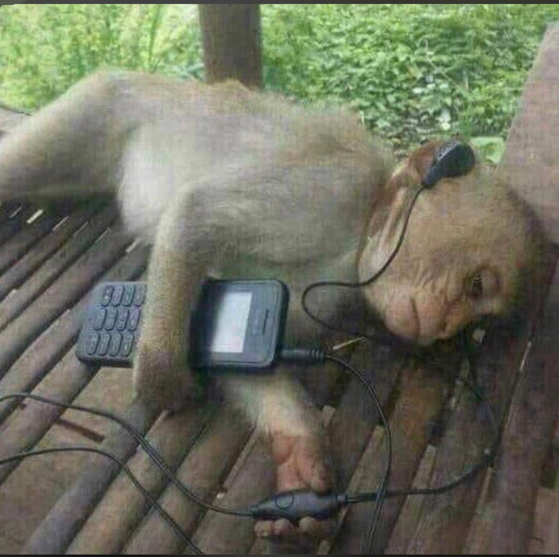 Monkey listening to music Blank Meme Template