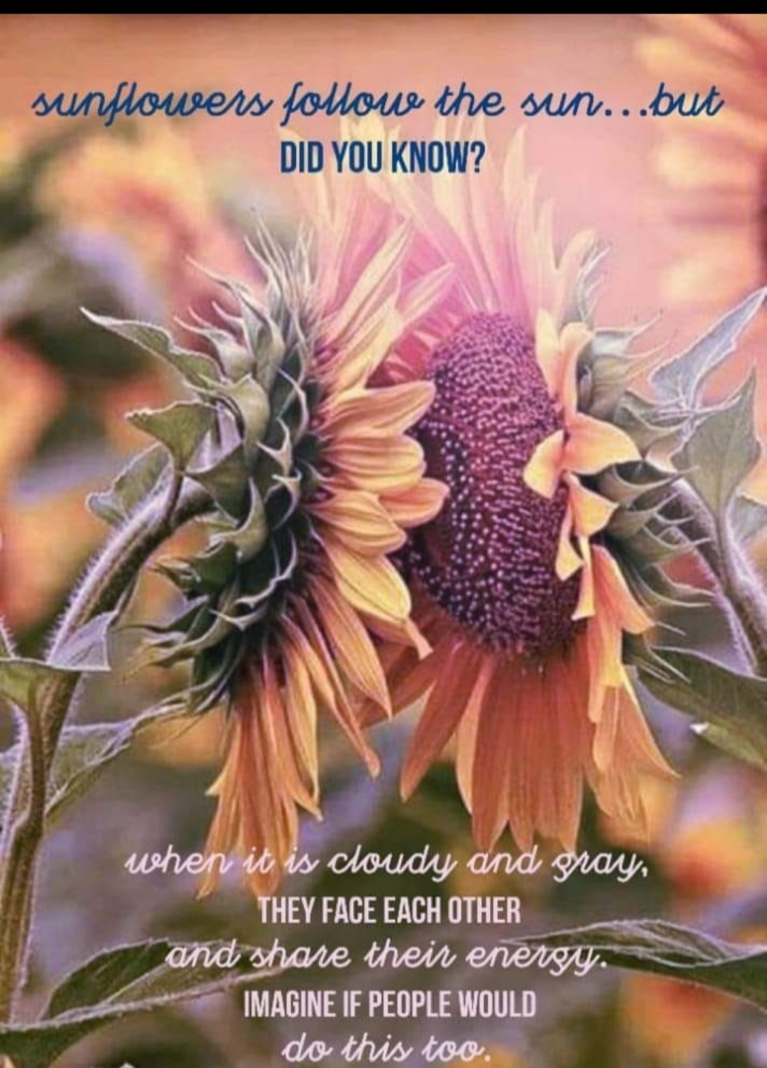 Sunflowers. Blank Meme Template