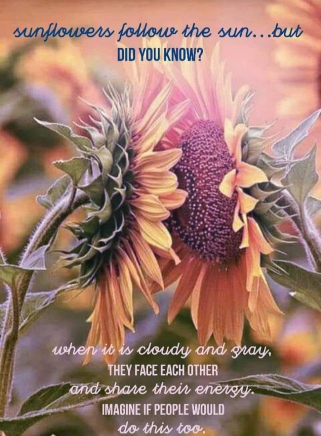 Sunflowers. Blank Meme Template