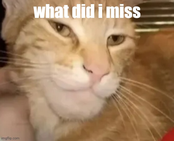 cat mewing | what did i miss | image tagged in cat mewing | made w/ Imgflip meme maker