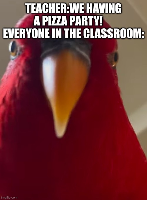 Pizza party be like: | TEACHER:WE HAVING A PIZZA PARTY!     
EVERYONE IN THE CLASSROOM: | image tagged in staring bird | made w/ Imgflip meme maker