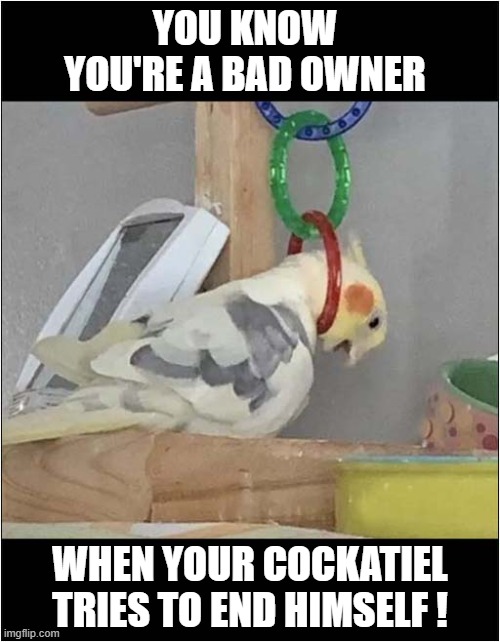 What Did They Do ? | YOU KNOW YOU'RE A BAD OWNER; WHEN YOUR COCKATIEL TRIES TO END HIMSELF ! | image tagged in cockatiel,suicide,dark humour | made w/ Imgflip meme maker