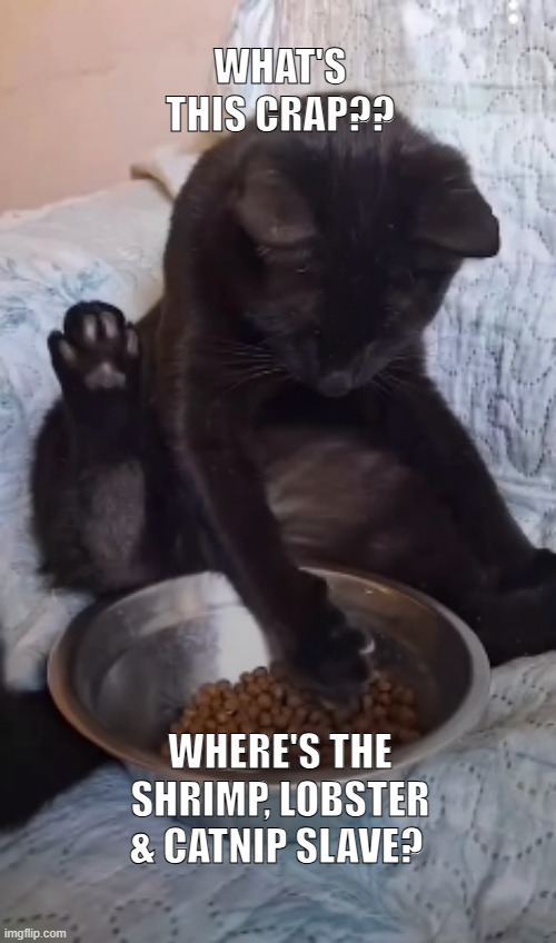 Get with the program Karen | image tagged in cats,funny cat memes,karen,cat memes,hungry cat | made w/ Imgflip meme maker