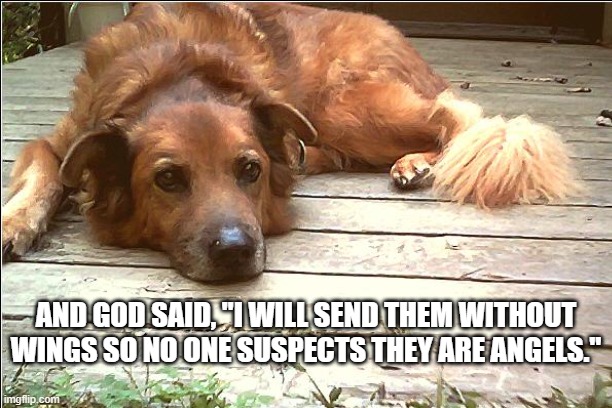 God's angels | AND GOD SAID, "I WILL SEND THEM WITHOUT WINGS SO NO ONE SUSPECTS THEY ARE ANGELS." | image tagged in dogs | made w/ Imgflip meme maker