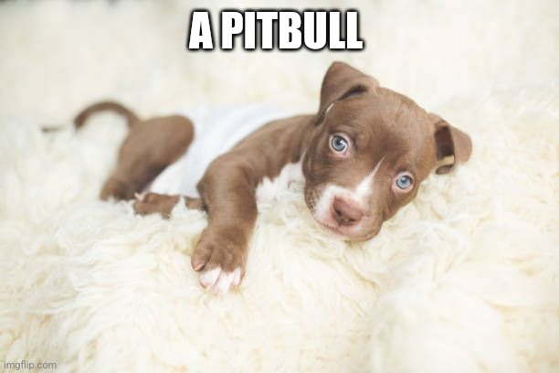 A PITBULL | made w/ Imgflip meme maker