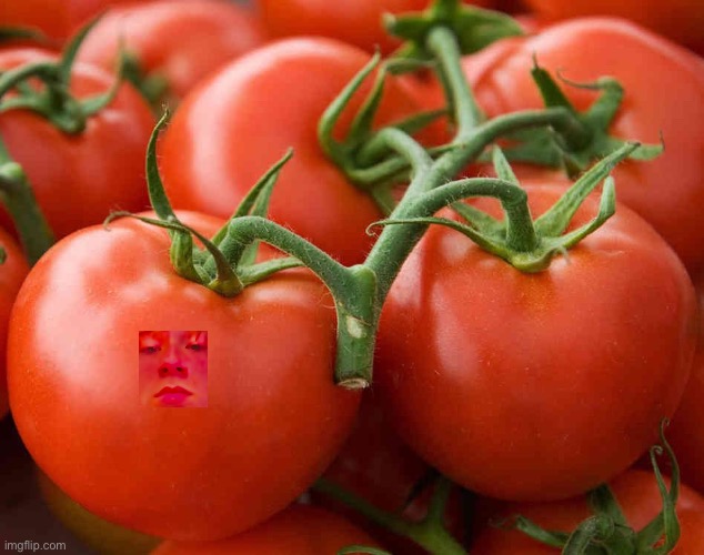 What nice tomatoes | image tagged in tomato | made w/ Imgflip meme maker