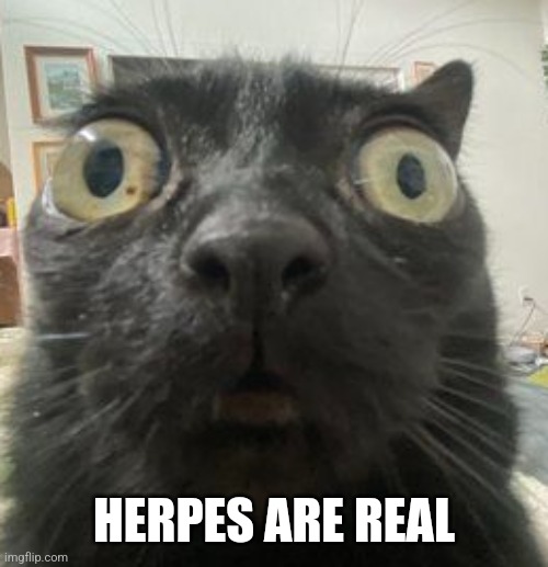 CICADA 3301 | HERPES ARE REAL | image tagged in jinx staring | made w/ Imgflip meme maker