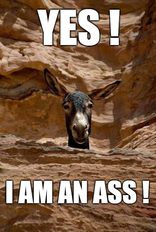 I am what I am | YES ! I AM AN ASS ! | image tagged in funny animals,donkey,animals | made w/ Imgflip meme maker