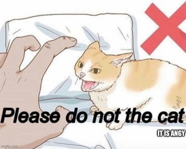 Please do not the cat | IT IS ANGY | image tagged in please do not the cat | made w/ Imgflip meme maker