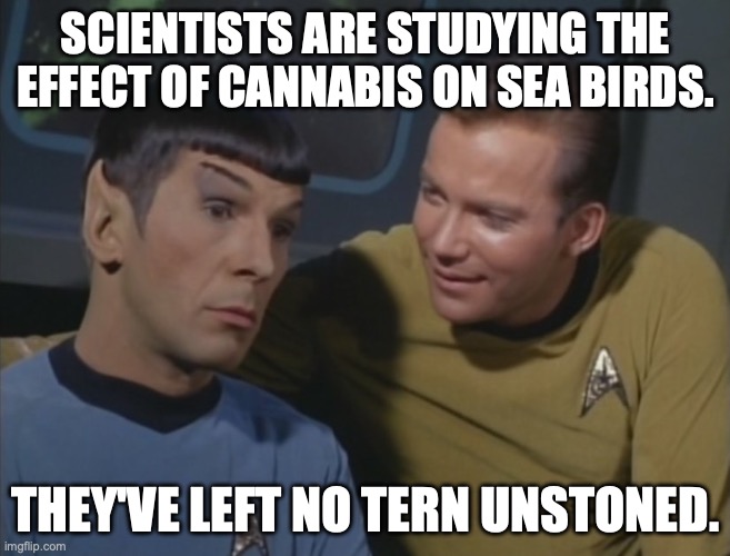 Spock and Kirk, For the Birds | SCIENTISTS ARE STUDYING THE EFFECT OF CANNABIS ON SEA BIRDS. THEY'VE LEFT NO TERN UNSTONED. | image tagged in spock and kirk | made w/ Imgflip meme maker