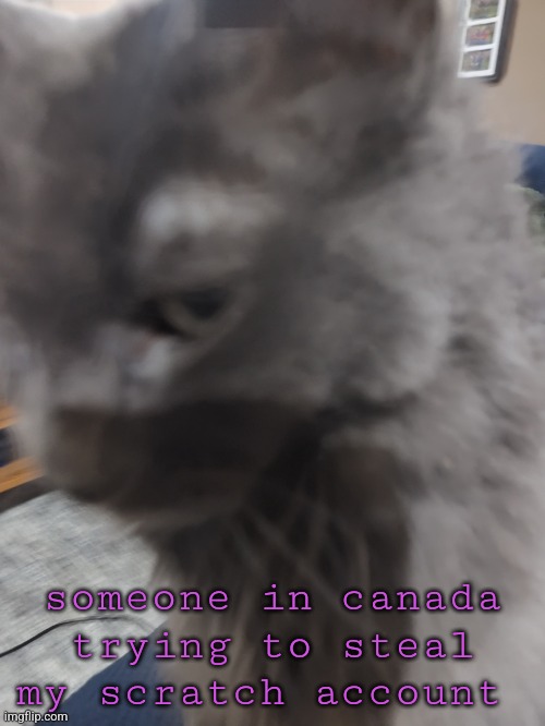 32's Cat | someone in canada trying to steal my scratch account | image tagged in 32's cat | made w/ Imgflip meme maker