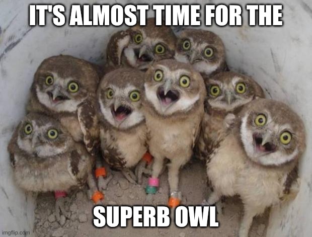 superb owl | IT'S ALMOST TIME FOR THE; SUPERB OWL | image tagged in excited owls,superbowl,owl | made w/ Imgflip meme maker