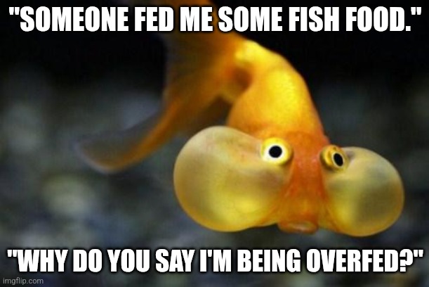 This fish might have been a little hungry. | "SOMEONE FED ME SOME FISH FOOD."; "WHY DO YOU SAY I'M BEING OVERFED?" | image tagged in fish | made w/ Imgflip meme maker