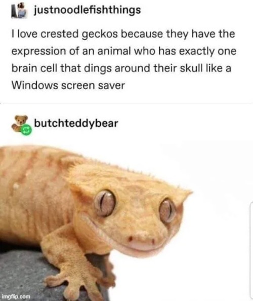 image tagged in geckos,gecko,brain cell,one,skull,windows | made w/ Imgflip meme maker