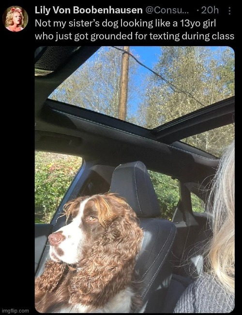 image tagged in dog,girl,grounded,texting,class,oof | made w/ Imgflip meme maker