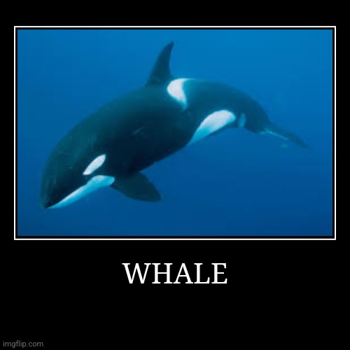 WHALE | WHALE | | image tagged in funny,demotivationals | made w/ Imgflip demotivational maker