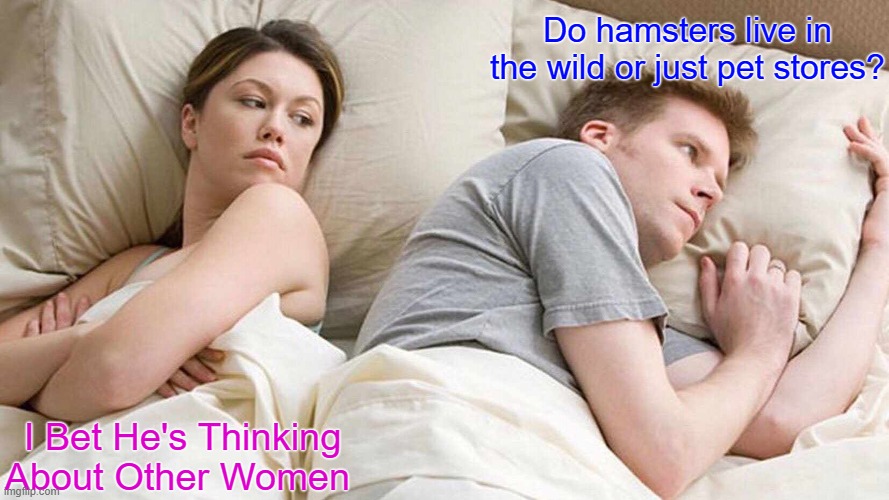 Ive never seen one in nature, have you? | Do hamsters live in the wild or just pet stores? I Bet He's Thinking About Other Women | image tagged in memes,i bet he's thinking about other women | made w/ Imgflip meme maker