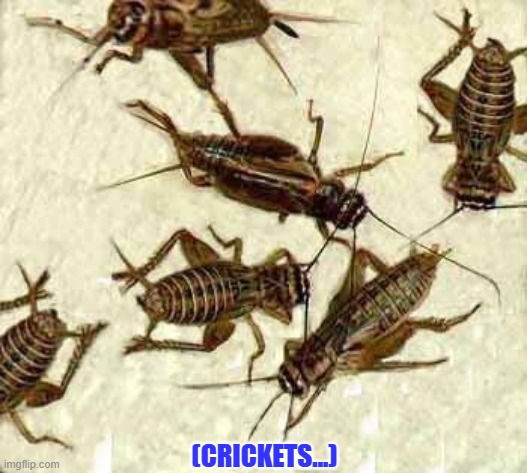 Crickets | (CRICKETS...) | image tagged in crickets | made w/ Imgflip meme maker