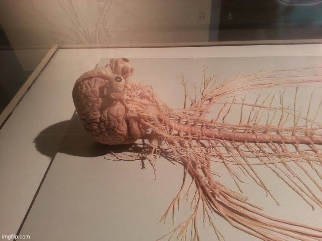 Brain and Nervous System with Eyes | image tagged in brain and nervous system with eyes | made w/ Imgflip meme maker