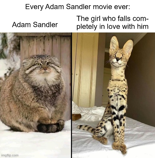 Adam Sandler movies be like | image tagged in pallas cat,manul,serval,adam sandler | made w/ Imgflip meme maker